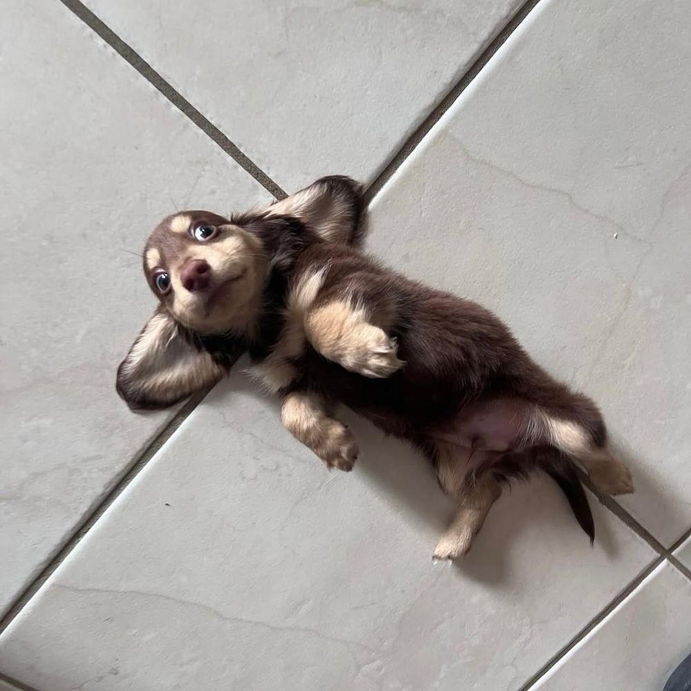 a brown and tan dachshund puppy lays on their back on a tile floor. the puppy is so small that he's the same length as one tile. his ears are splayed out on either side, his paws tucked in to his chest, and his eyes wide with terror. please show him mercy, we're begging you!