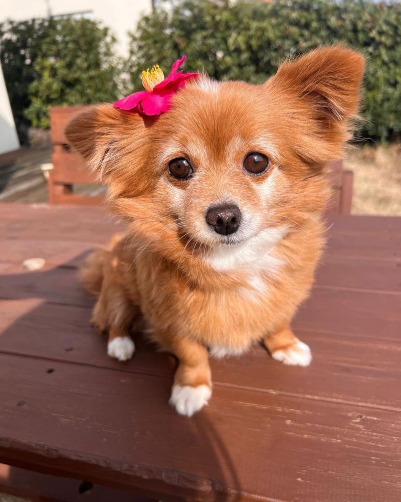 a small reddish brown dog sits on a wooden table and looks at the camera with big brown eyes. her fur has little white accents around her eyes and nose, a patch on her chin and chest, fully white toes, and a tiny white spot on the top of her noggin. she has a lovely magenta flower with tall yellow center perched on her head next to her right ear.