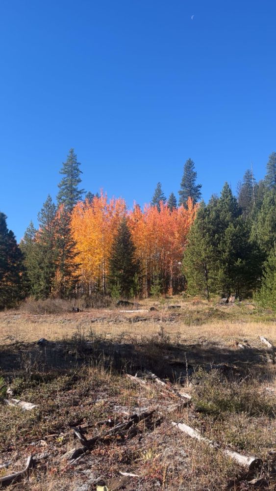 Autumn forest with bright orange trees surrounded by green pines under a clear blue sky.
