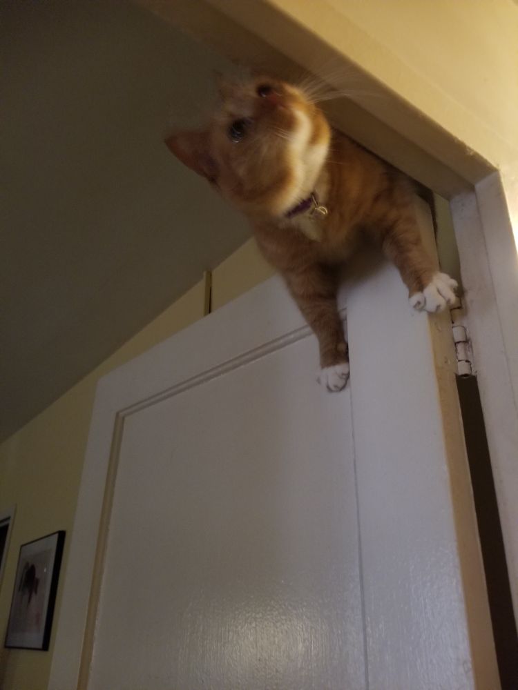 Orange cat with white paws hanging out on top of a door.
