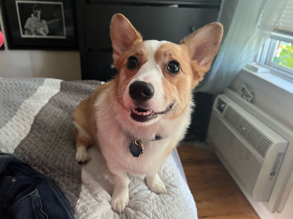 Corgi dog