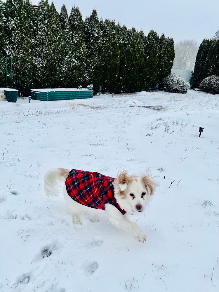 A dog walking in the snow in a cute flannel sweater 
