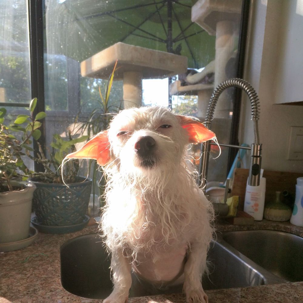 A wet happy little white dog with big ears in the kitchen sink during a bath. The sun shining through her pointy ears. 