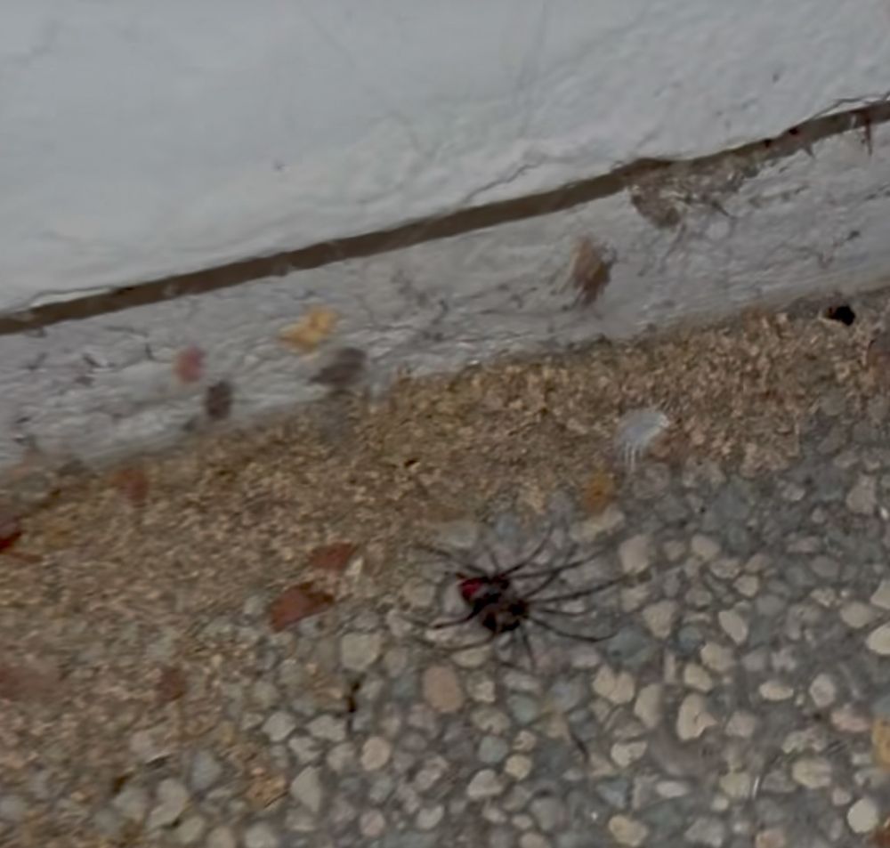 A sort of blurry photo of a black widow spider and her shadow. She’s upside down on her web with aggregate pavement behind her. 