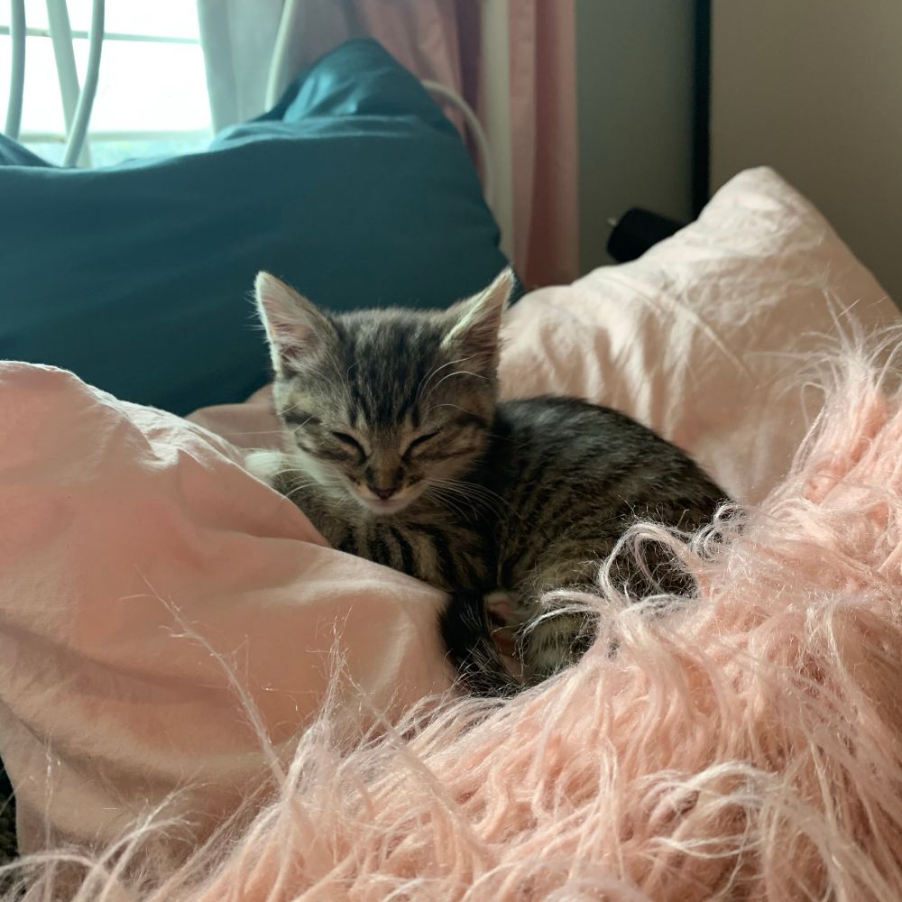 A tiny tabby kitten sleeping on a pink pillow with a fuzzy pink cushion in the foreground and a teal blue pillow in the background. 