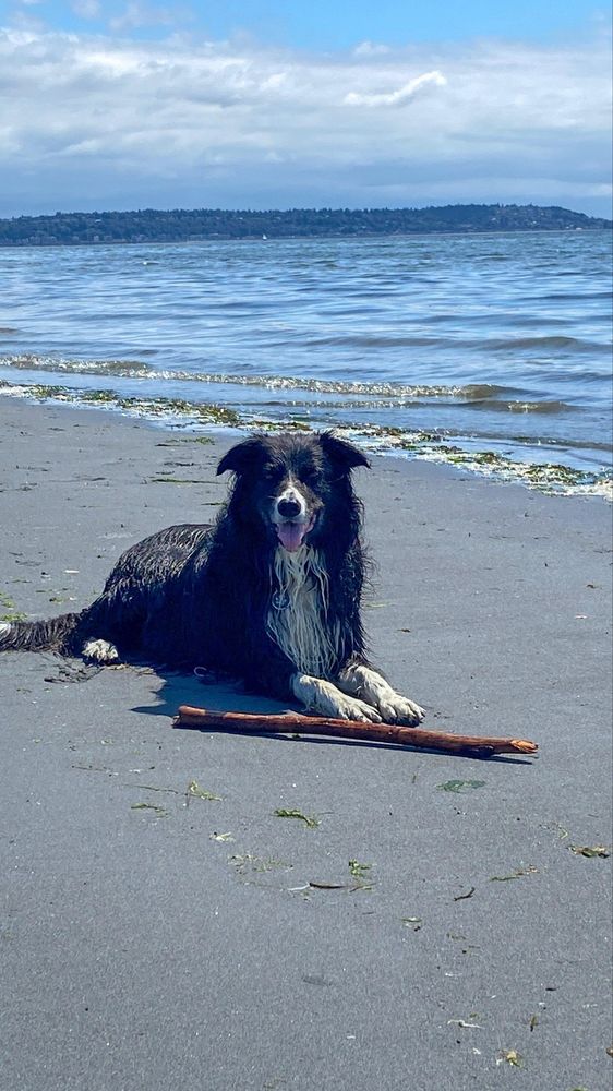 Darwin the border collie on the beach at Discovery Park in Seattle.