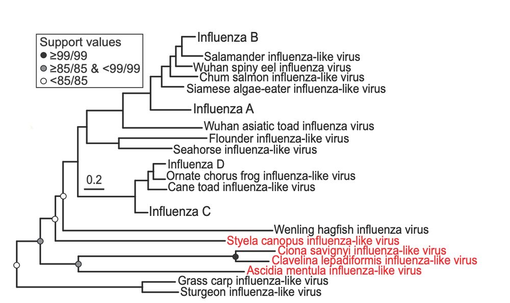 Phylogenetic tree of influenza PB1 segments