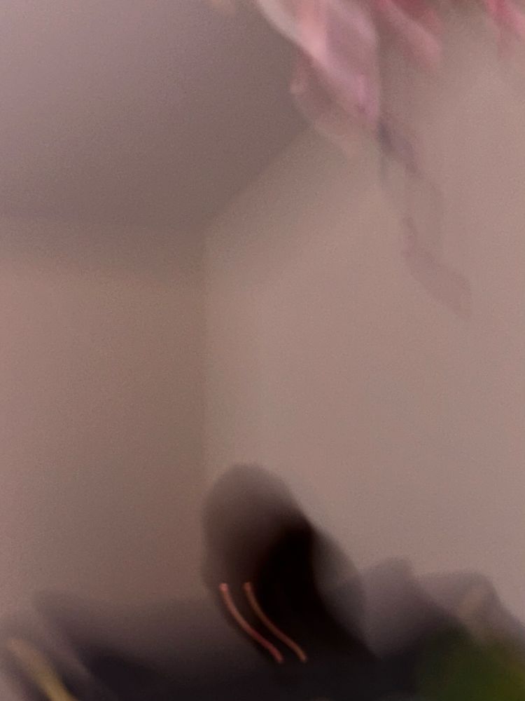 Cryptid in action blurred with red mothman eyes upon a blue velvet chair