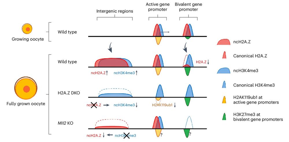 Model figure from Mei et al., Figure legend: Small growing oocytes show canonical distributions of H3K4me3 and H2A.Z at active and bivalent gene promoters. In wild-type FGOs, H3K4me3 and H2A.Z form non-canonical broad domains across intergenic regions, whereas H2A.Z is displaced at bivalent gene promoters. In H2A.Z-DKO FGOs, non-canonical H3K4me3 at intergenic regions and H2AK119ub1 at active gene promoters are partially reduced. In Mll2-KO FGOs, ncH2A.Z is partially reduced. The distributions of H3K27me3 and H2AK119ub1 were not investigated in the Mll2-KO FGOs (marked with question marks). H2AK119ub1 at bivalent gene promoters is not shown.