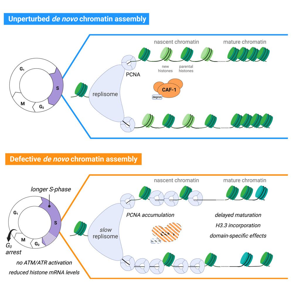 Graphical abstract for paper. Written abstract is as follows:

Long-term perturbation of de novo chromatin assembly during DNA replication has profound effects on epigenome maintenance and cell fate. The early mechanistic origin of these defects is unknown. Here, we combine acute degradation of chromatin assembly factor 1 (CAF-1), a key player in de novo chromatin assembly, with single-cell genomics, quantitative proteomics, and live microscopy to uncover these initiating mechanisms in human cells. CAF-1 loss immediately slows down DNA replication speed and renders nascent DNA hyper-accessible. A rapid cellular response, distinct from canonical DNA damage signaling, is triggered and lowers histone mRNAs. In turn, histone variants’ usage and their modifications are altered, limiting transcriptional fidelity and delaying chromatin maturation within a single S-phase. This multi-level response induces a p53-dependent cell-cycle arrest after mitosis. Our work reveals the immediate consequences of defective de novo chromatin assembly during DNA replication, indicating how at later times the epigenome and cell fate can be altered.