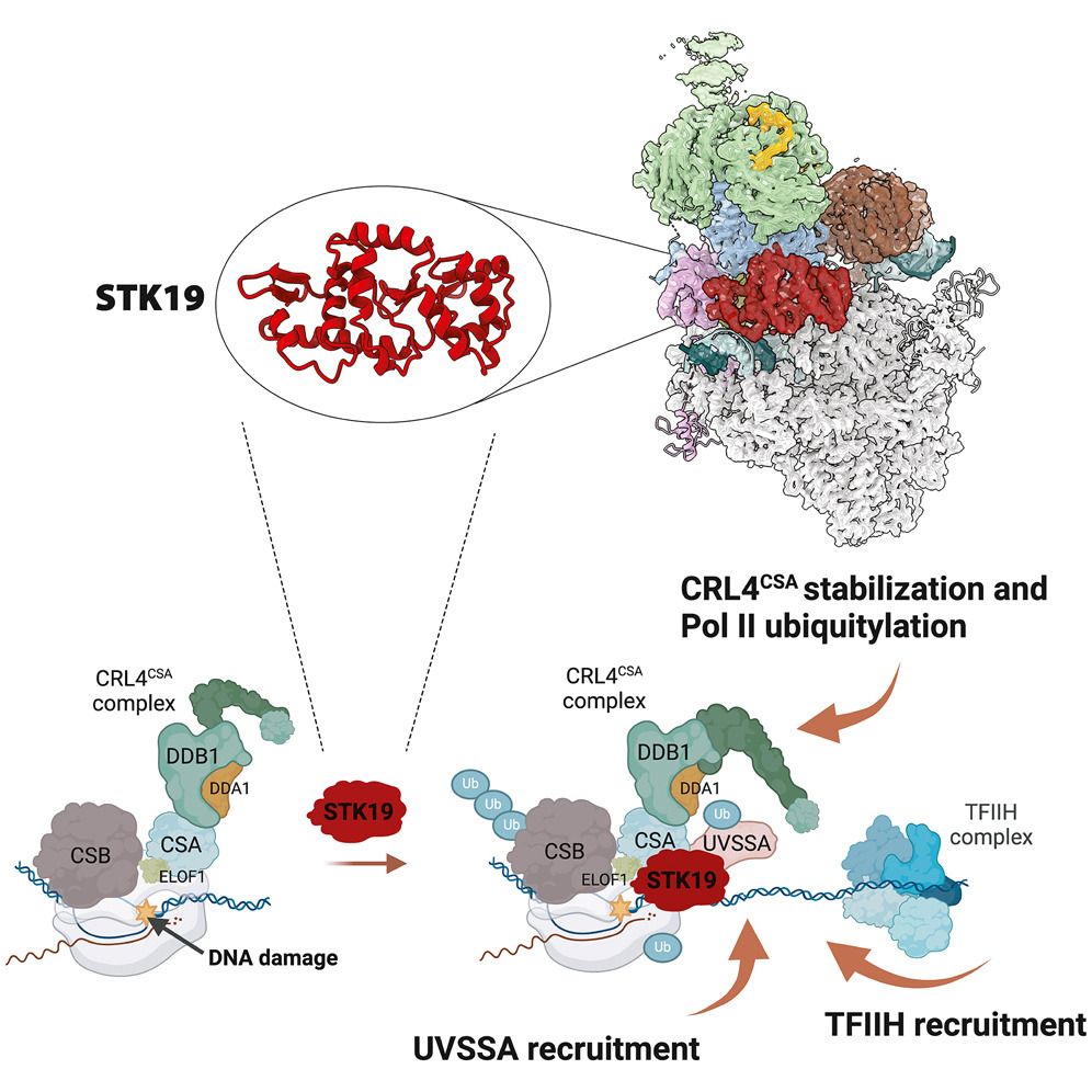 Graphical abstract for one of the papers