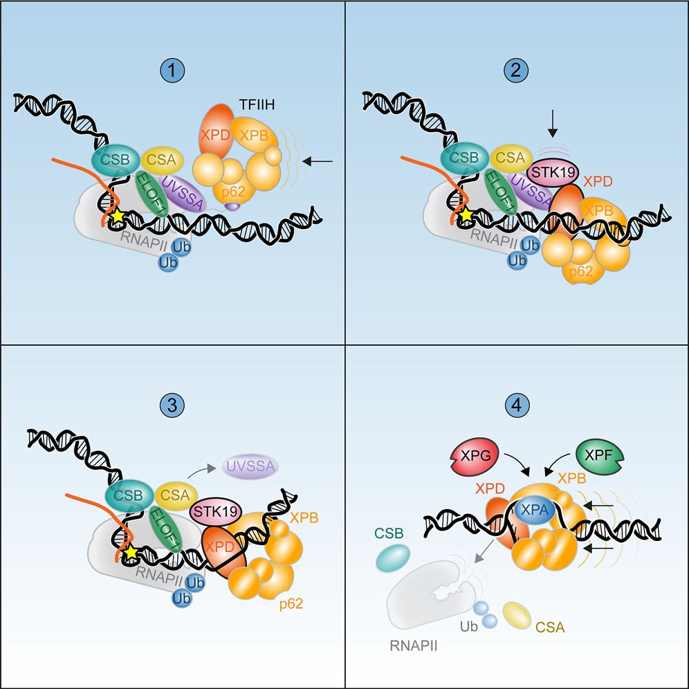 Graphical abstract for one of the papers