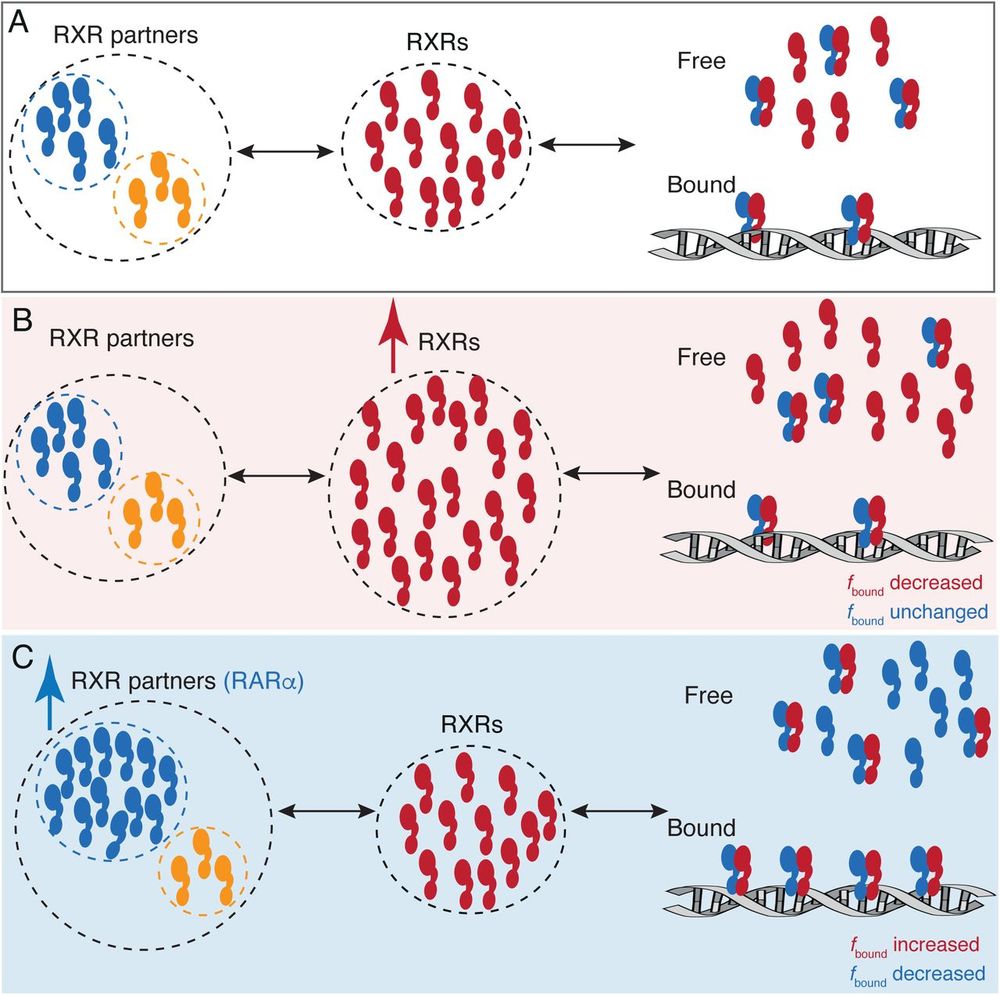 Figure 4. A model for RARα limited chromatin binding of RARα-RXRα heterodimers.

(A) Pool of RXRα (red) and RXR partners (RARα – blue, other T2NRs-yellow) along with some number of chromatin bound RARα-RXRα heterodimers exist under normal conditions. (B) When the pool of free RXRα is increased, the number of chromatin bound RARα-RXRα heterodimers does not change. (C) When the pool of RARα is increased, chromatin binding RARα-RXRα heterodimers increases, until it reaches saturation. Note: For simplicity we have omitted to show heterodimerization of other T2NRs (yellow) with RXRα (red).