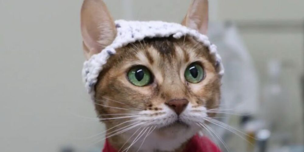 Study: Cats in little crocheted hats shed light on feline chronic pain