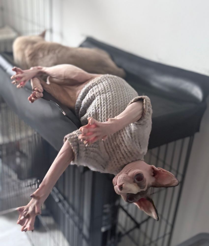 ﾃﾝｯﾃﾝｯﾃｰﾚｰ↑ ﾃﾝｯﾃﾝｯﾃｰﾚｰ↓