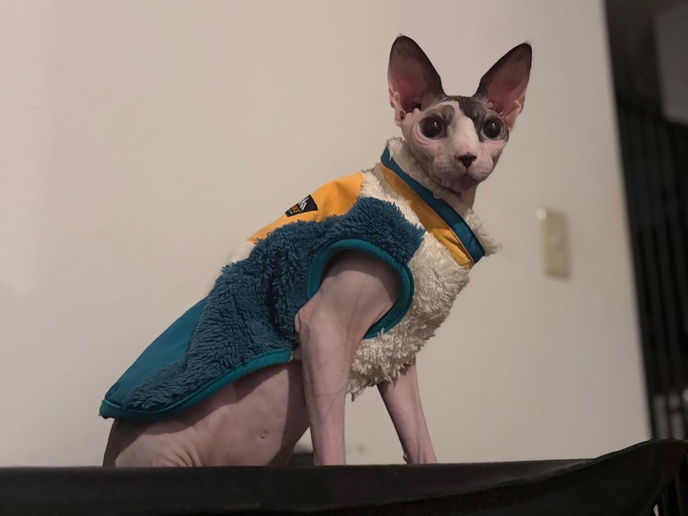 ほな猫とちゃうかぁ