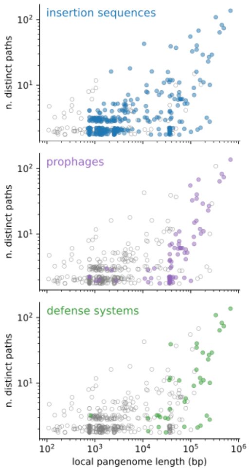 In the previous scatter-plot we highlight junctions containing insertion sequences, prophages and defense systems. Insertion sequences are present in the majority of junctions, and in particular they explain the high number of 1 kbp junctions. Prophages are present in many hotspots, and also explain the enrichment in 30 kbp junctions. Defense systems are mainly present in hotspots.