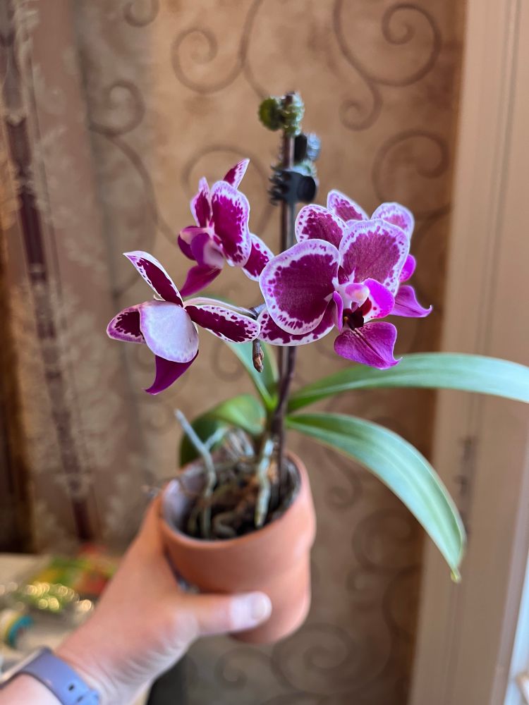 Picture of my orchid blooming. I have no idea what kind it is. I honestly thought it was dead. 