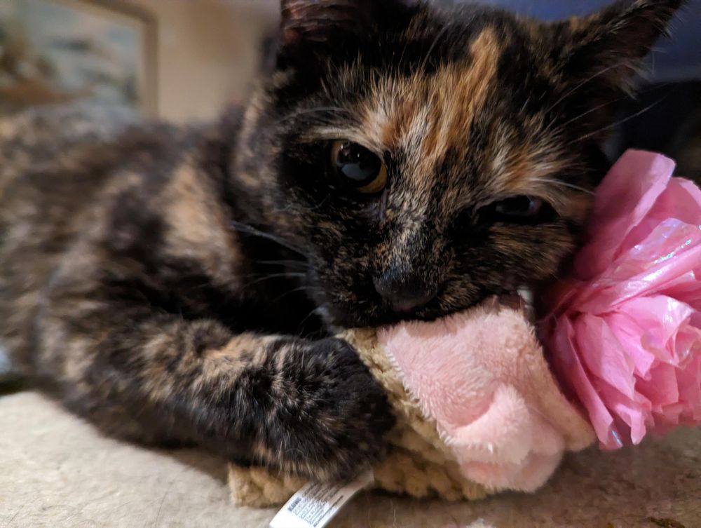 Tortoishell cat hugging and biting a pink kong crackles scoopzs ice cream toy.