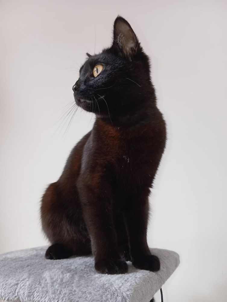 A young black cat sitting on a grey fleece topped chair. She is looking to her left and has the most expressive big eyes. 
