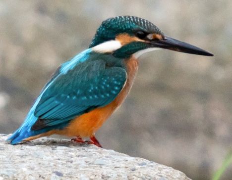 photo of kingfisher bird.