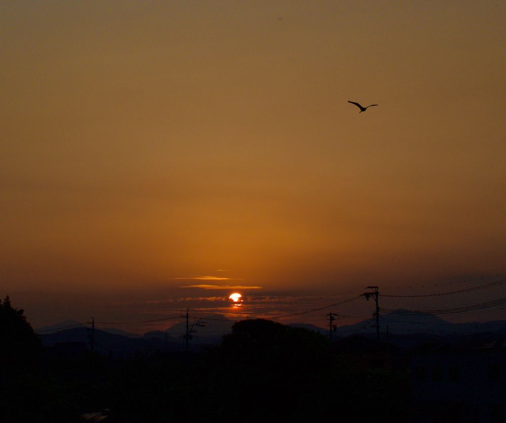 Sunset in dark orange. A bird flying upper right hand corner.