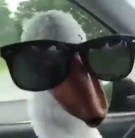 close do rosto de um pato, no assento do motorista de um carro e usando óculos escuros muito grandes pra cabeça dele, olhando para a câmera
