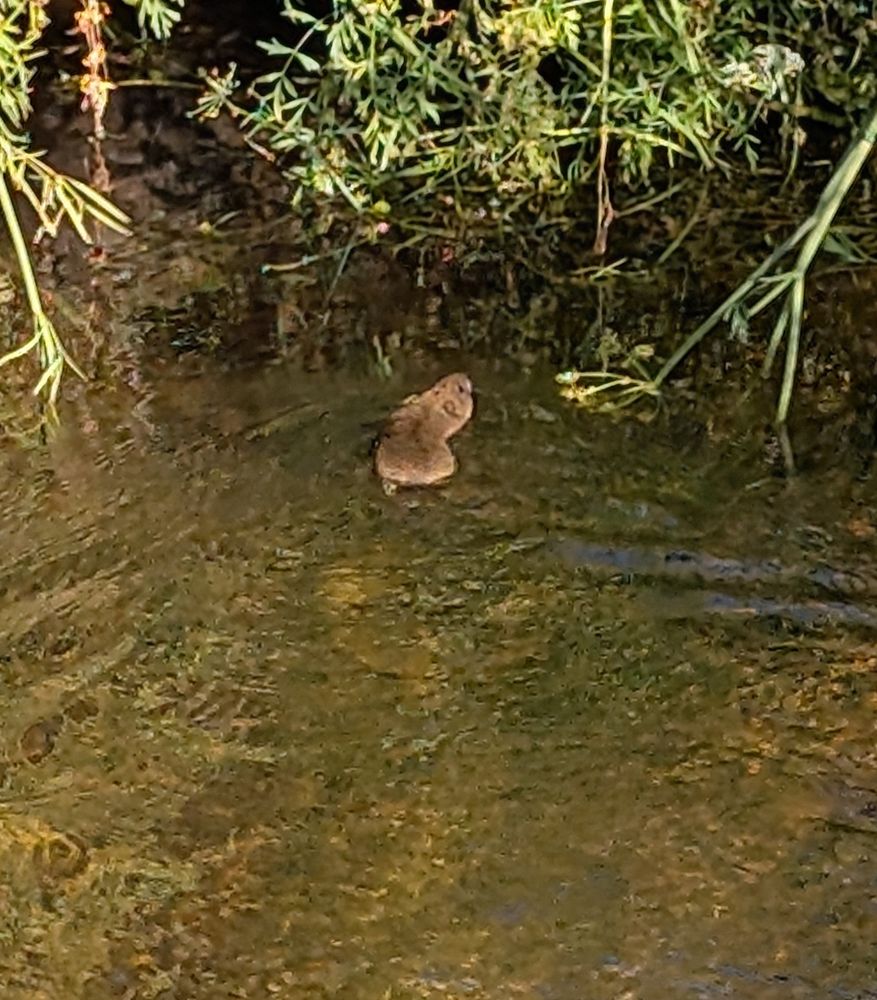 I make myself look for positive daily snapshots to post here, that I can look back and check that every day is a good day.   This fellow got spooked by me and I jesues jumped out of my skin. Sorry water 🐀