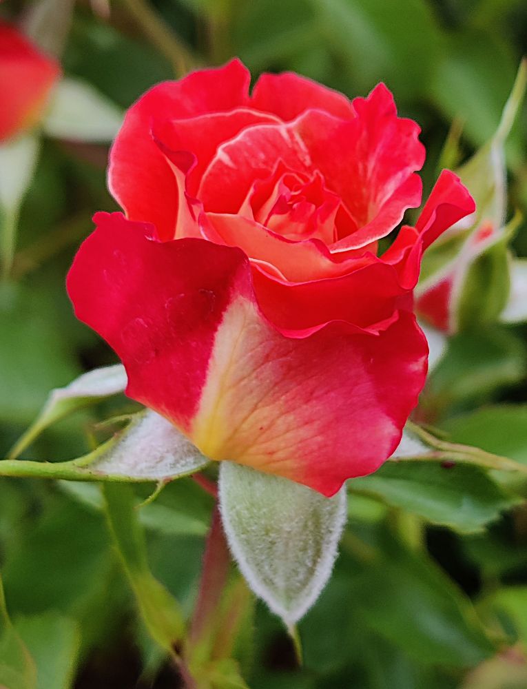 A rosebud with red and yellow shades of color. One of the outside petals has a very clear line of red on one side and yellow/cream on the other. 
