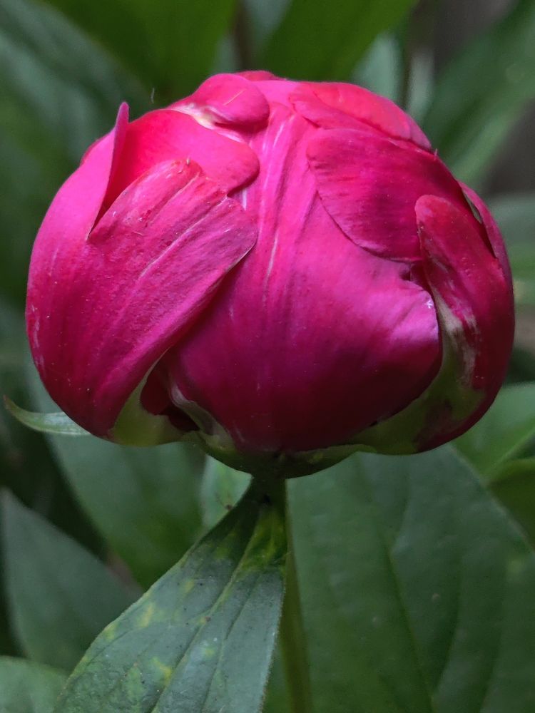 A dark magenta peony bud beginning to bloom. 