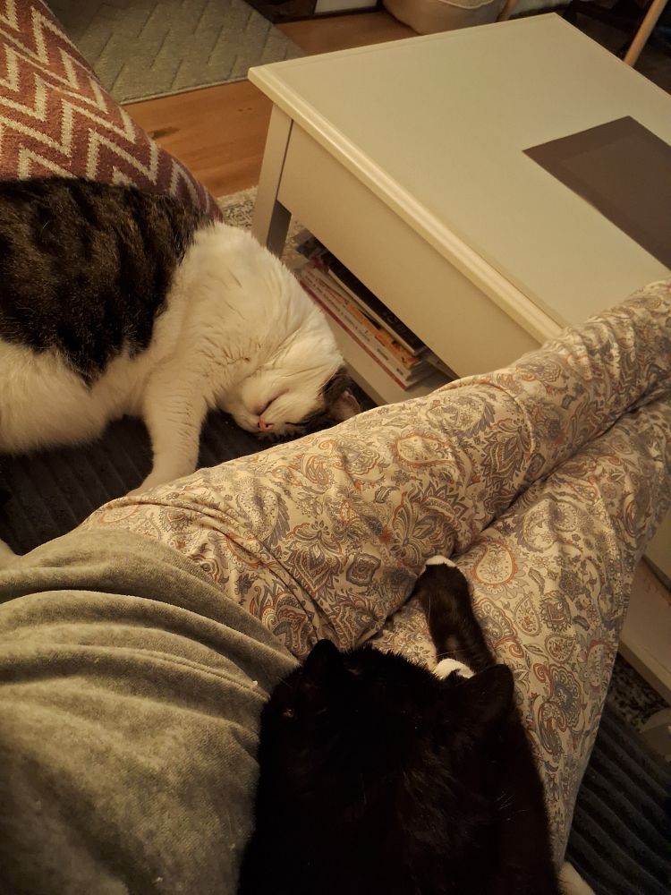 My cats Carla and Barney are lying next and half on top of my legs