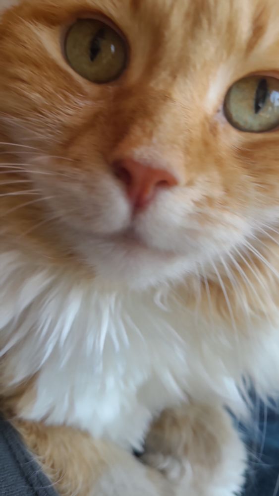 Picture of a sweet, orange, old cat looking quizzically at the camera