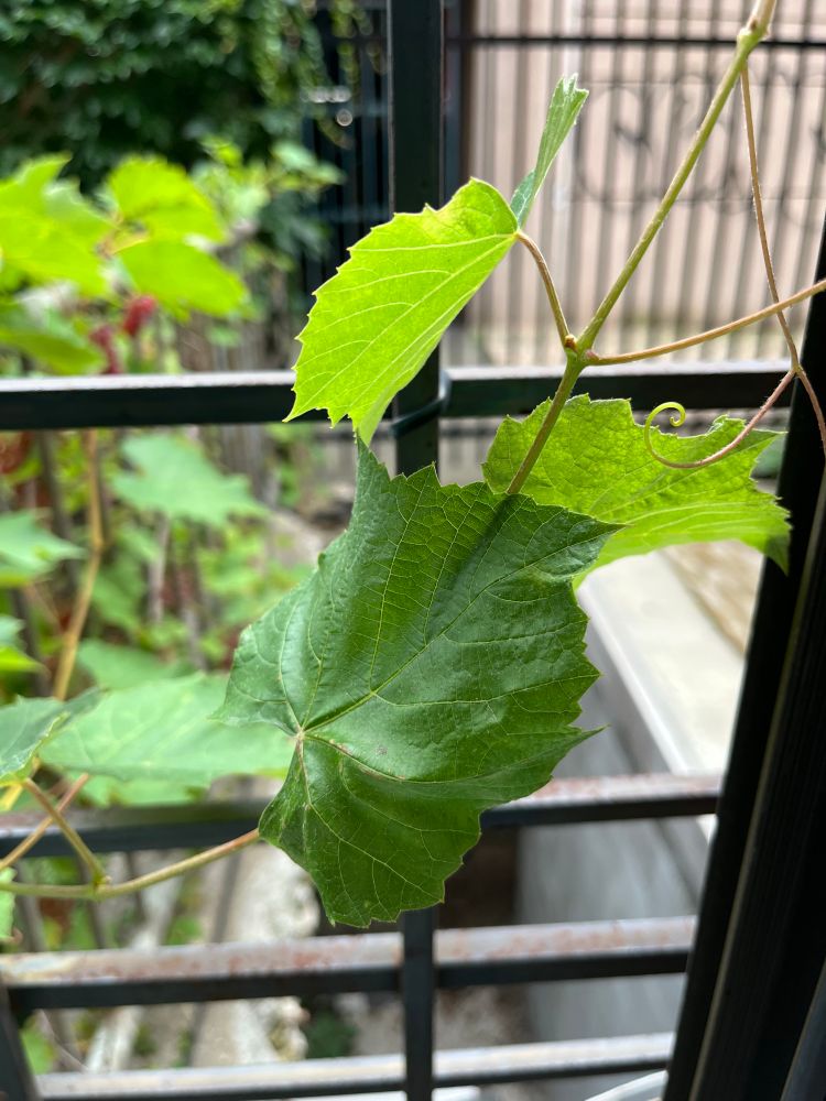 A close-up of pointy green leaves attached to a vine, growing through a barred window