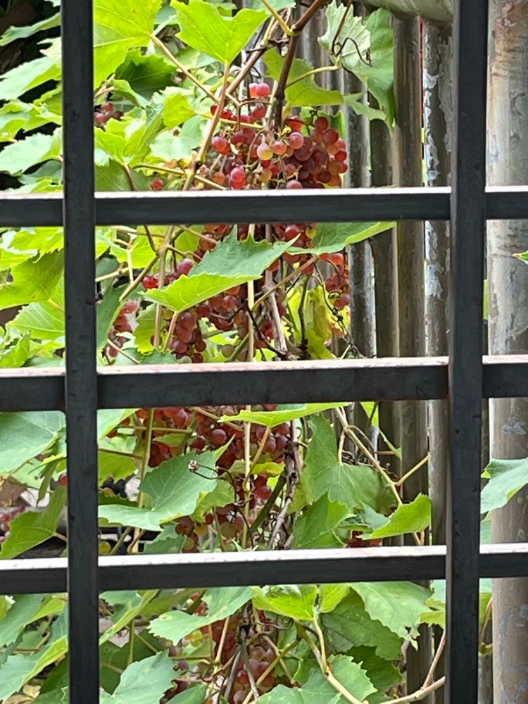 Through a grated window, what appears to be grapes growing on a vined plant, interlaced over and around a fence