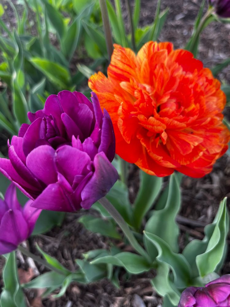 Purple tulip next to a red tulip 