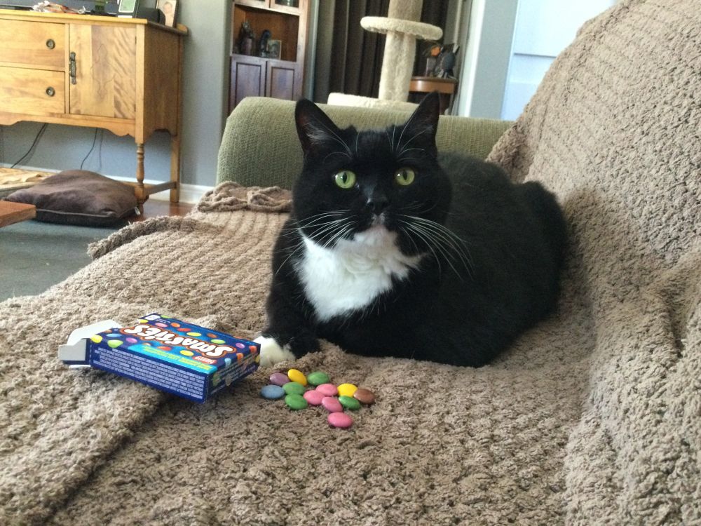 Here’s Molly playing with Smarties, (no she didn’t eat any, it was to trick her into jumping on the couch, feral tuxedo, too curious for her own good sometimes) 