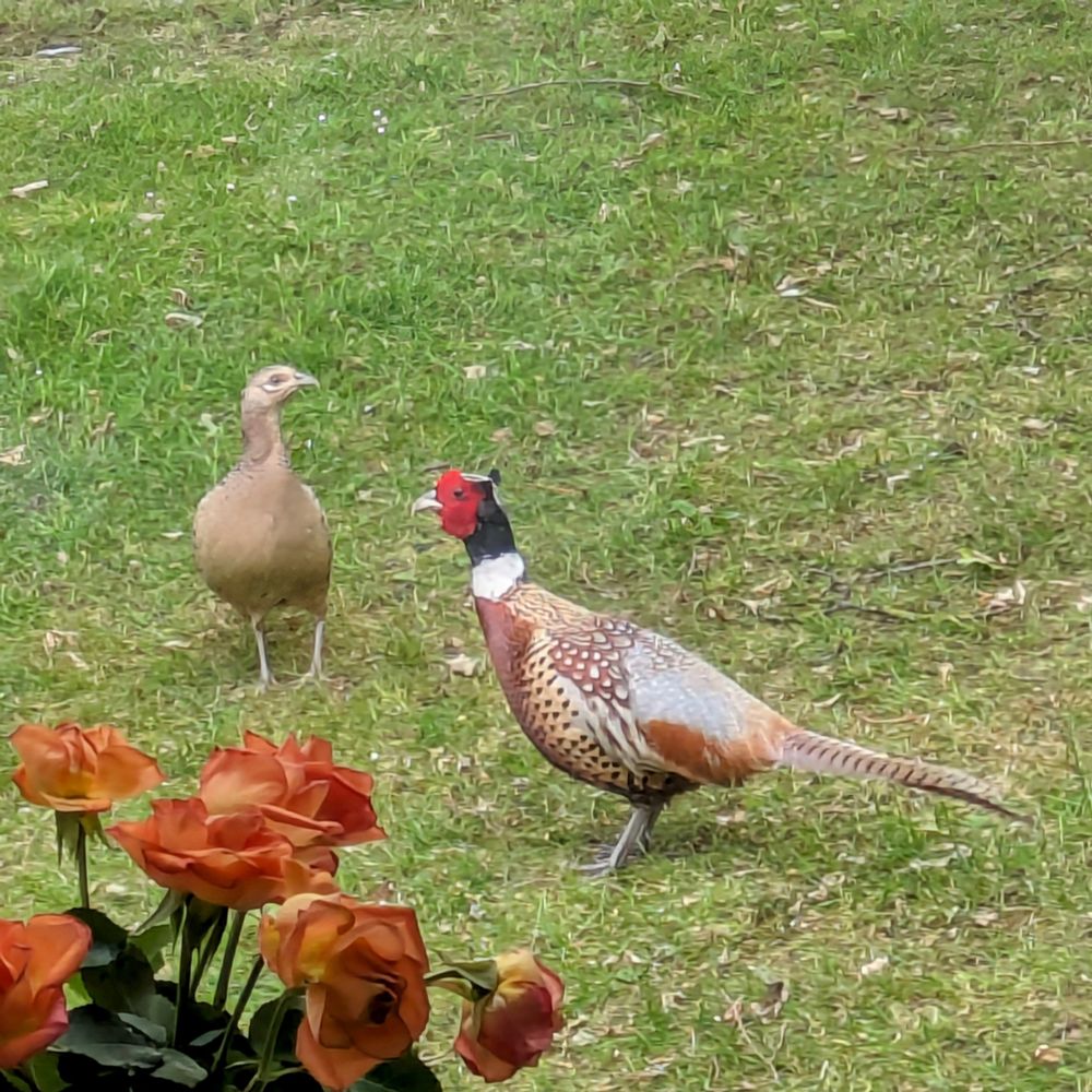Two pheasants on a grass lawn, photographed through a window. The male, on the left is side-on, showing off his long tail. He's good and round, with lovely speckled feathers. The female is in face on, and is smaller and less colourful than her fancy man. They're looking for the bird seed my mother throws out in bucket loads every week, and probably also for acorns.

There are orange roses on the windowsill, so these appear in the picture as well, in the foreground.