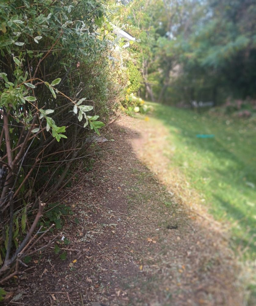 a path beneath a dappled willow hedge. 