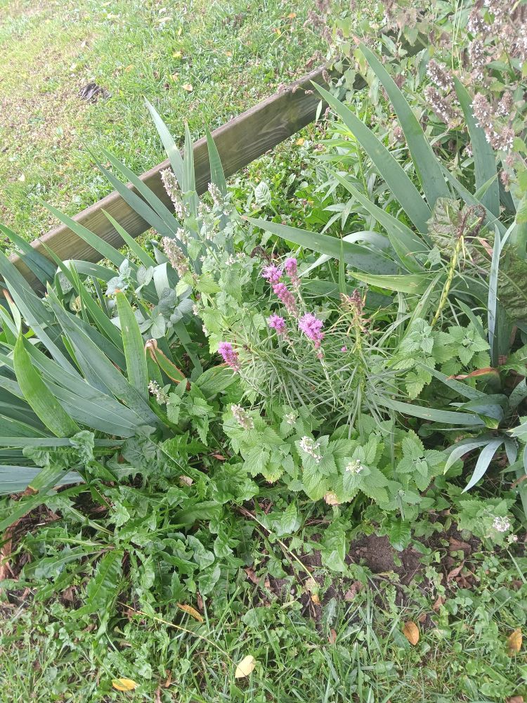 green plants mounded in close proximity to each other. Pink liatris in centre, also an iris and catnip. 