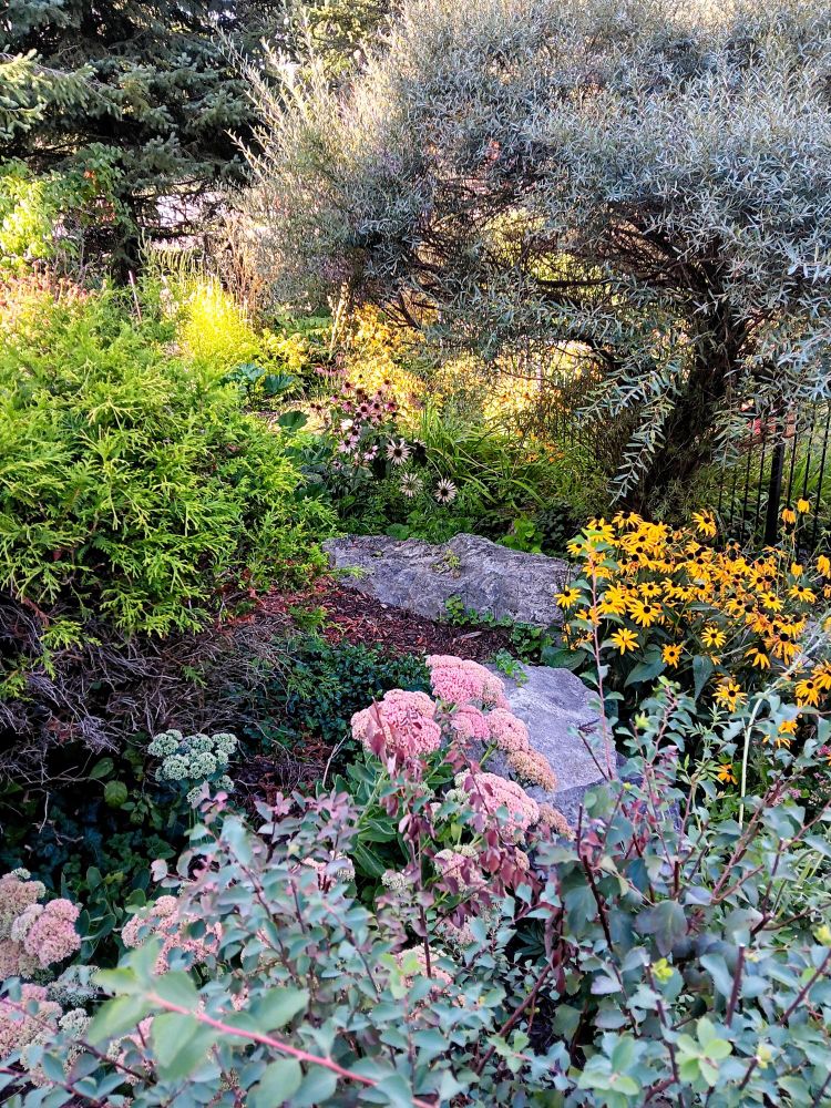 Bridal Veil, sedum autumn joy, black eyed susans, russian olive (male), cedar, coneflowers...