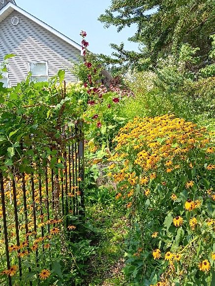 wrought Iron 5' high fence on the left. Loads of plants on the right, especially tall black eyed Susans. 
