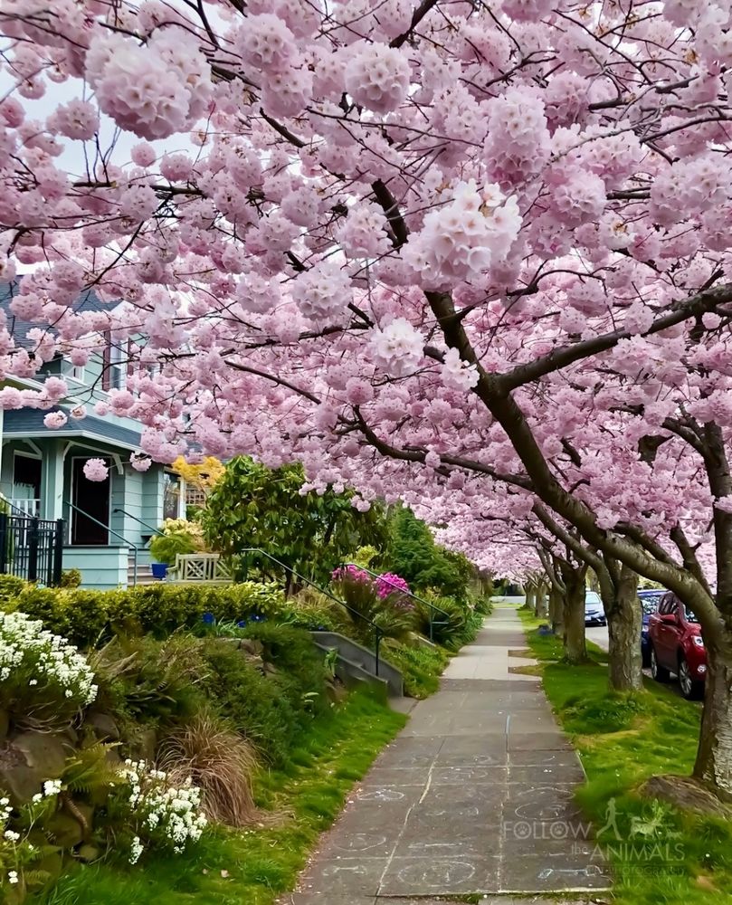 Walking down a Queen Anne sidewalk during springtime. On the left are homes with yards full of lush greenery and flowers. The sidewalk has chalk markings made by children. On the right is a row of cherry trees in full bloom, the branches creating a large canopy that hangs over the sidewalk. Looking up as you walk along, you see a blanket overhead of pink blossoms.