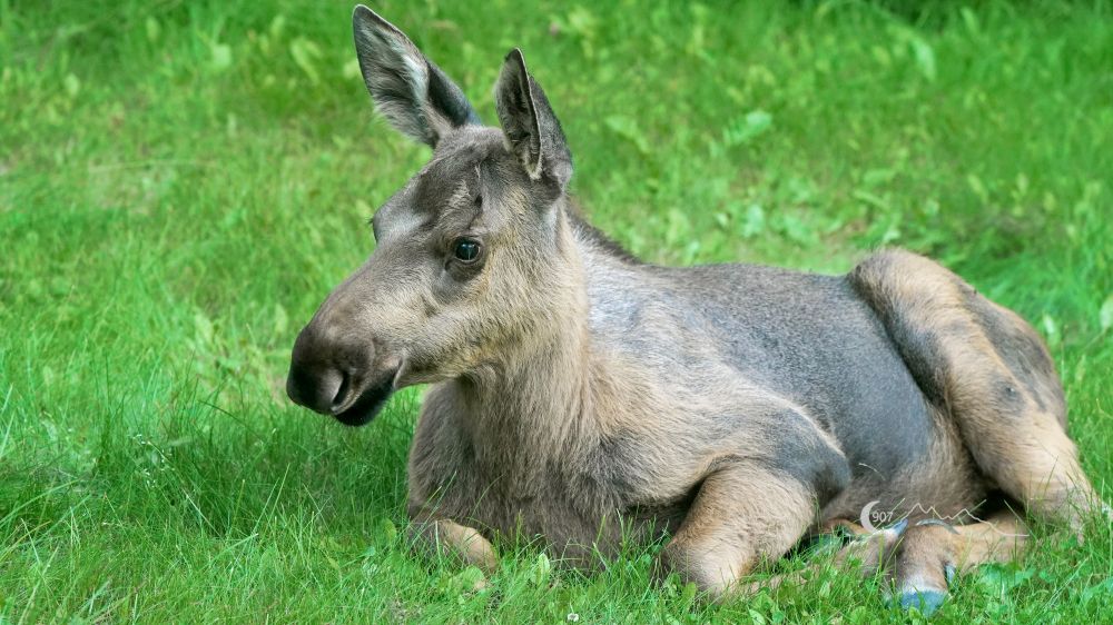 A photograph of a moose calf laying in the grass.