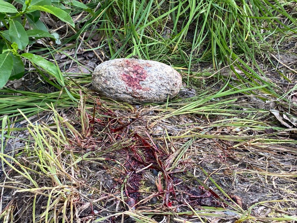 A photograph of a rock with blood on it. It’s also blood next to it on the ground.