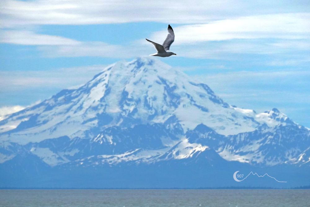 A photograph of redoubt volcano covered it snow. A seagull is flying in front of the volcano but is perfectly situated at the top of the volcano in the photograph.