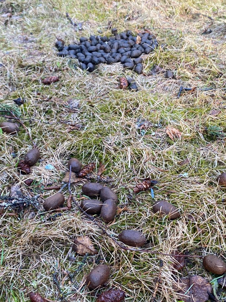 A photograph of moose poop in two different sizes.  