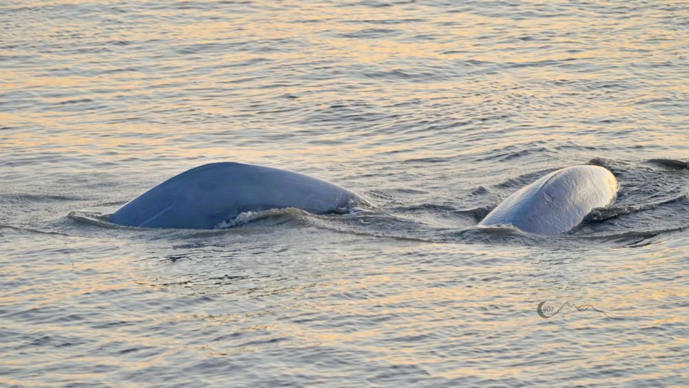 A photograph of a pair of beluga whales extending part way above the water. 