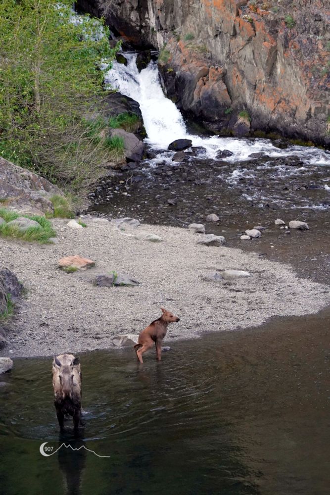 A photo of moose and her calf standing in water with a water fall in the background. The moose calf is squatting to urinate.