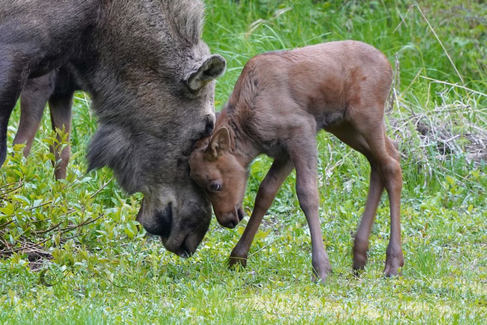 A mother moose and her calf rubbing heads. 