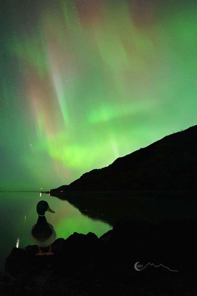 A photograph of the aurora reflecting off a smooth body of water. A dusk is standing in the photo looking out of place.